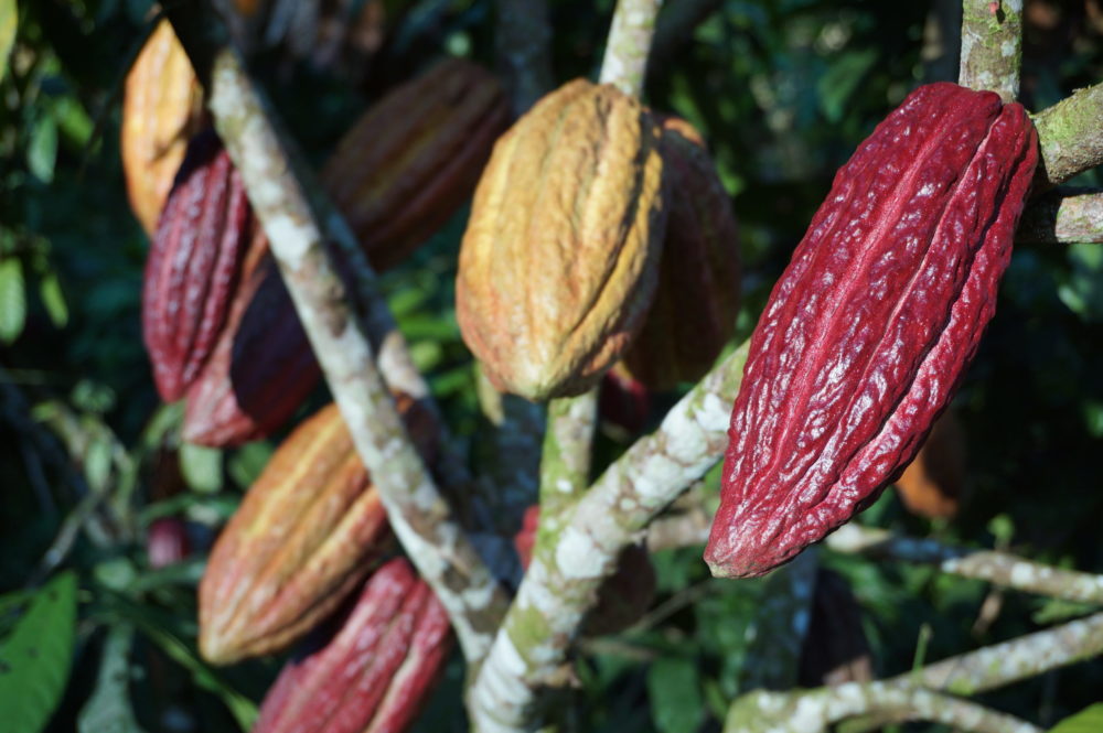 Was ist eigentlich Craft Chocolate?