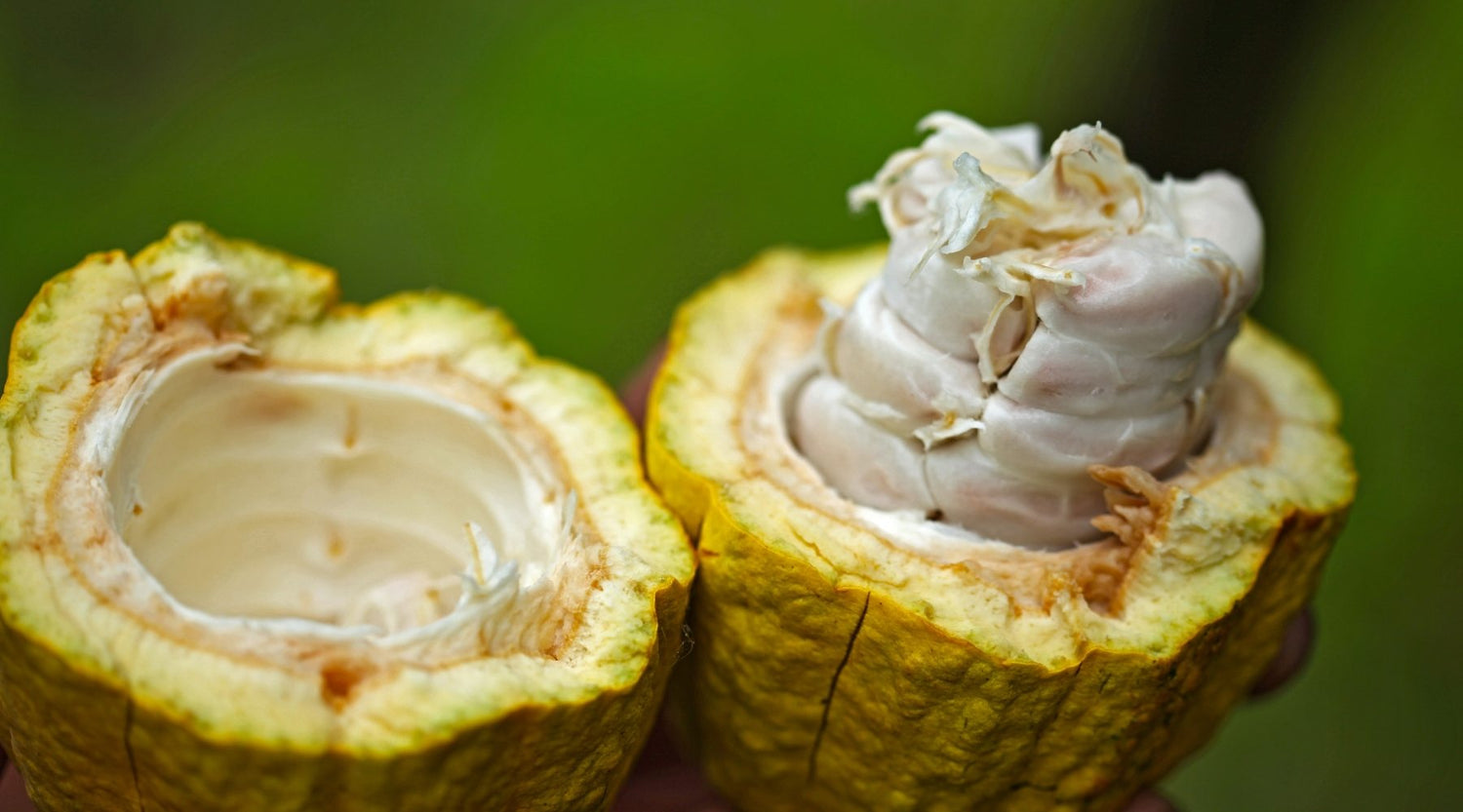 Philippinische Schokolade – Kelly von Auro Chocolate im Interview