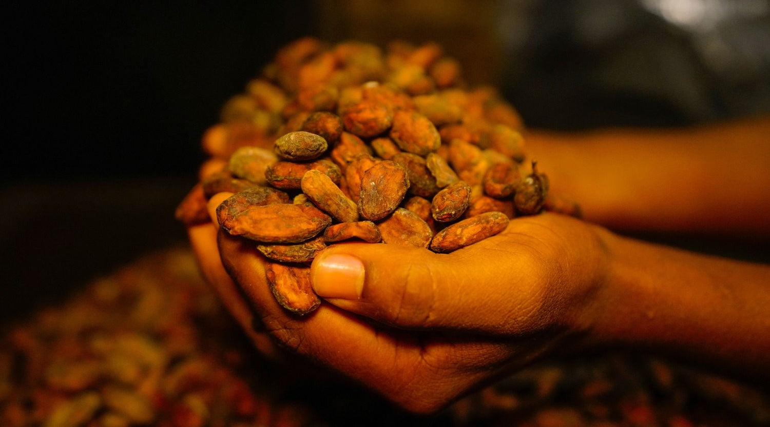 Kakaobohnen des Macao Movements