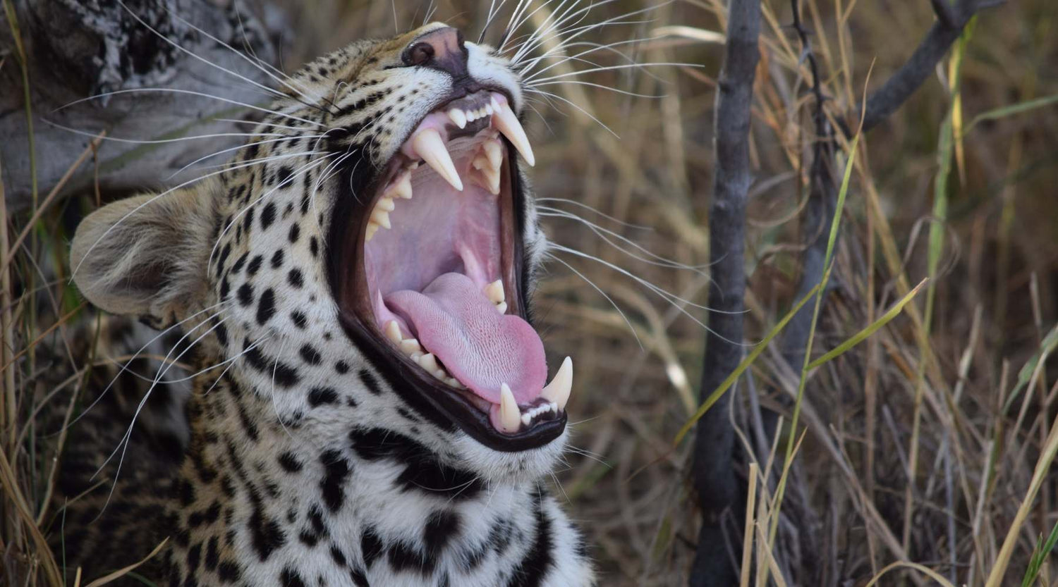 Raubkatze gähnt und zeigt ihre Zähne zum Thema Theobromin in Schokolade gegen Karies