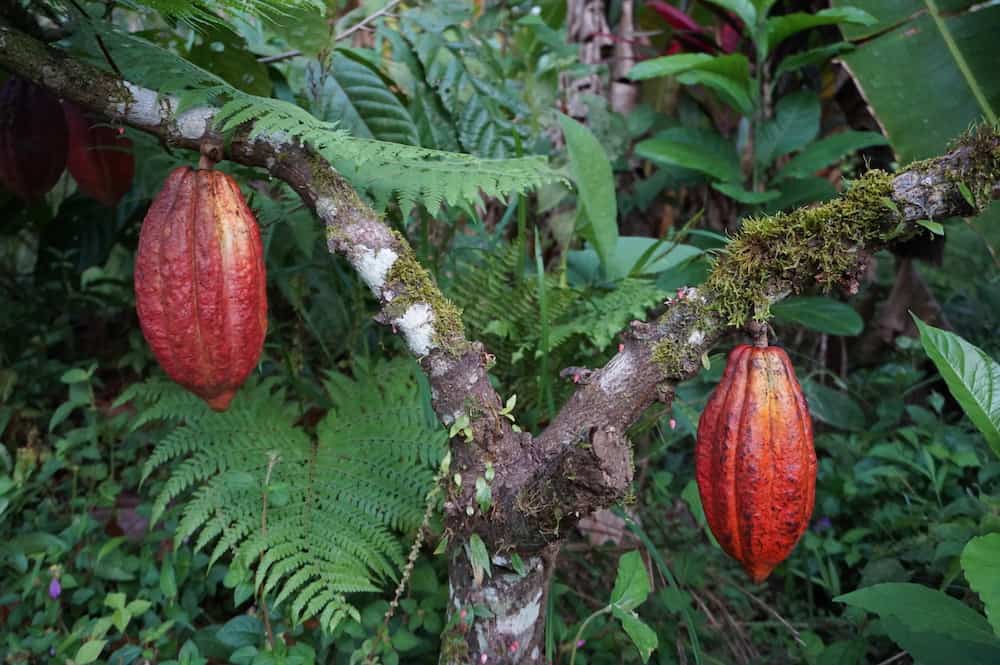 Wo kommt die beste Schokolade her?