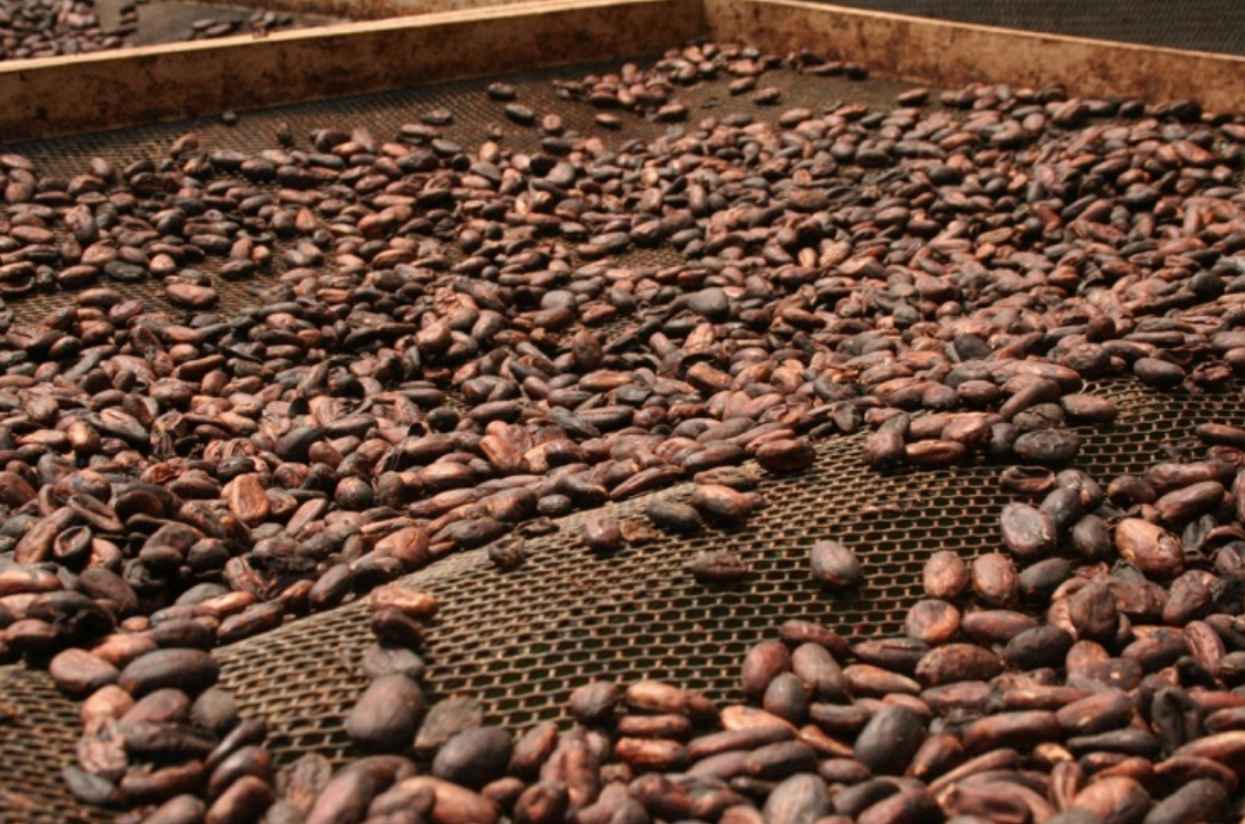 "Gute" Schokolade: Herausforderungen für Schokoladenmanufakturen