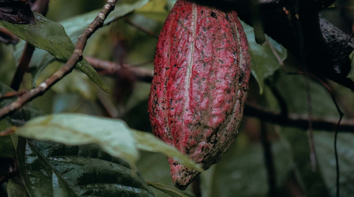Direct Cococ Cocoa cultivation in Honduras: cocoa beans from Cacao Direct