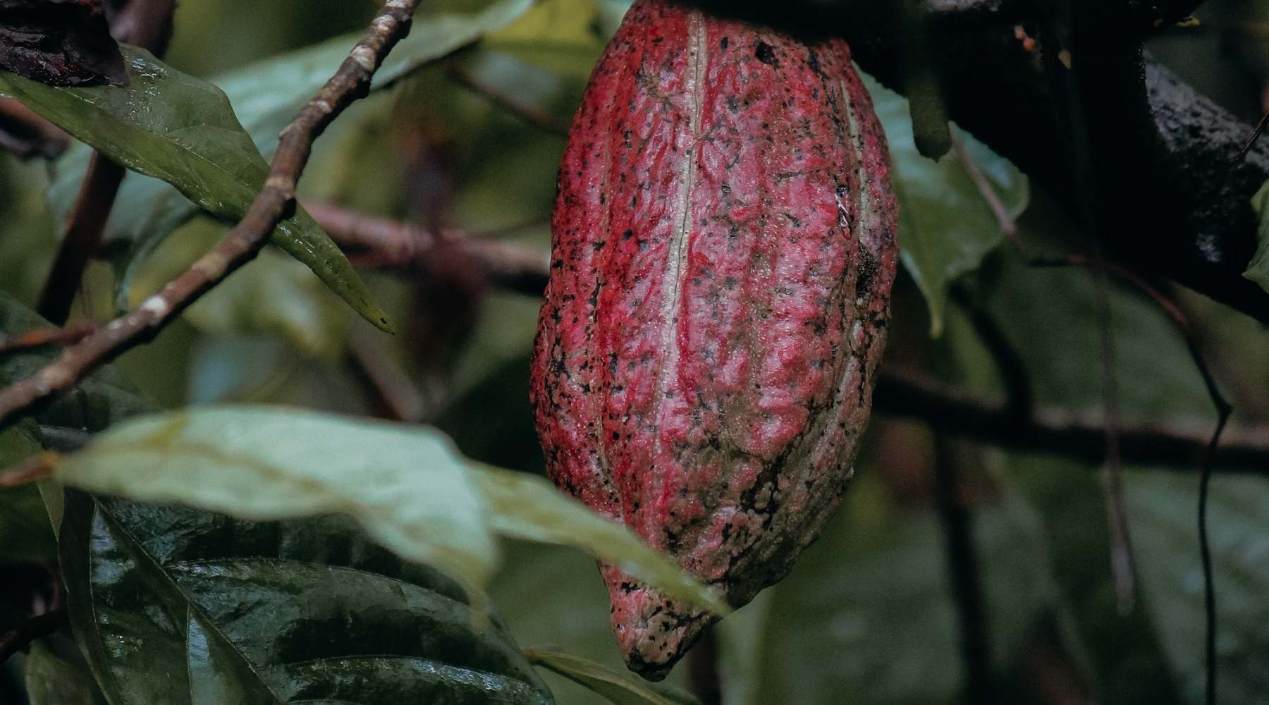 Kakaoschoten von Cacao Direct am Baum