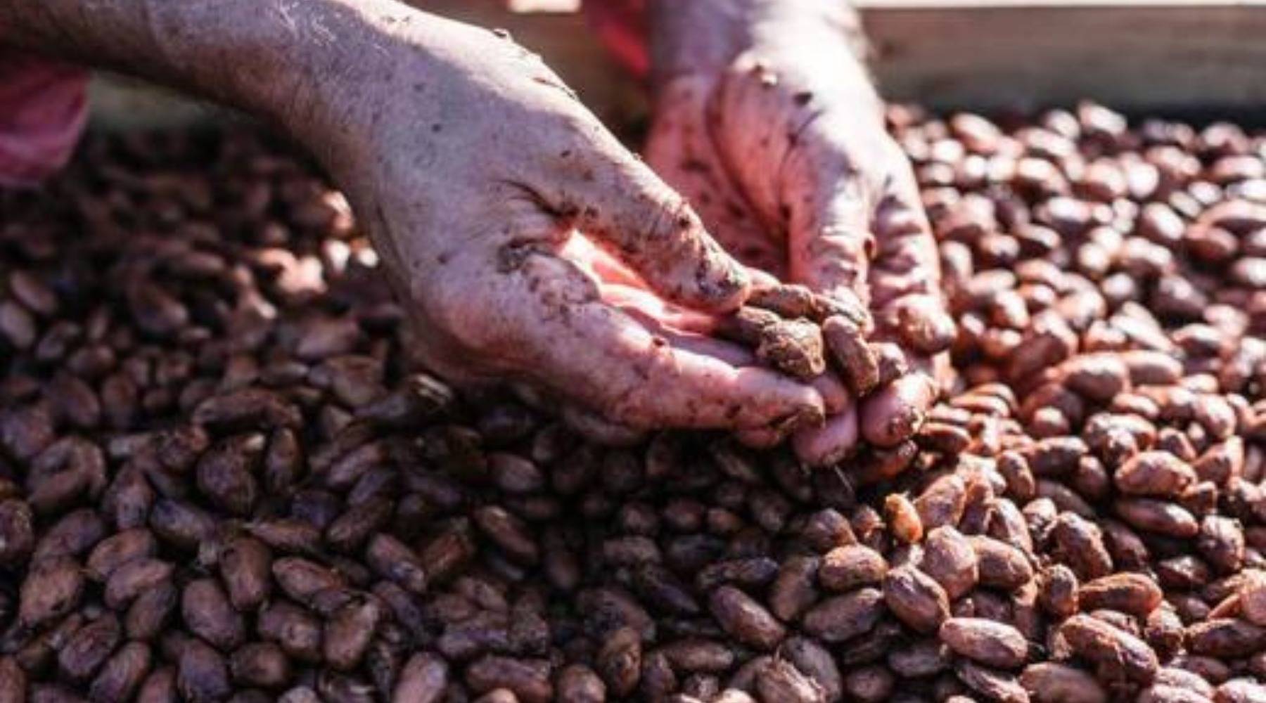 Kakaobohnen werden nach dem fermentieren zum trocknen ausgelegt