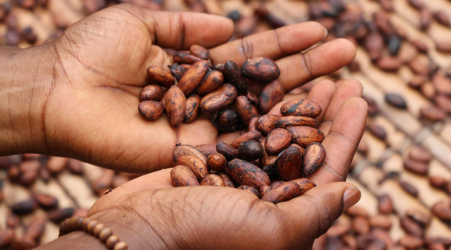 Kakaobohnen aus denen Schokolade hergestellt wird