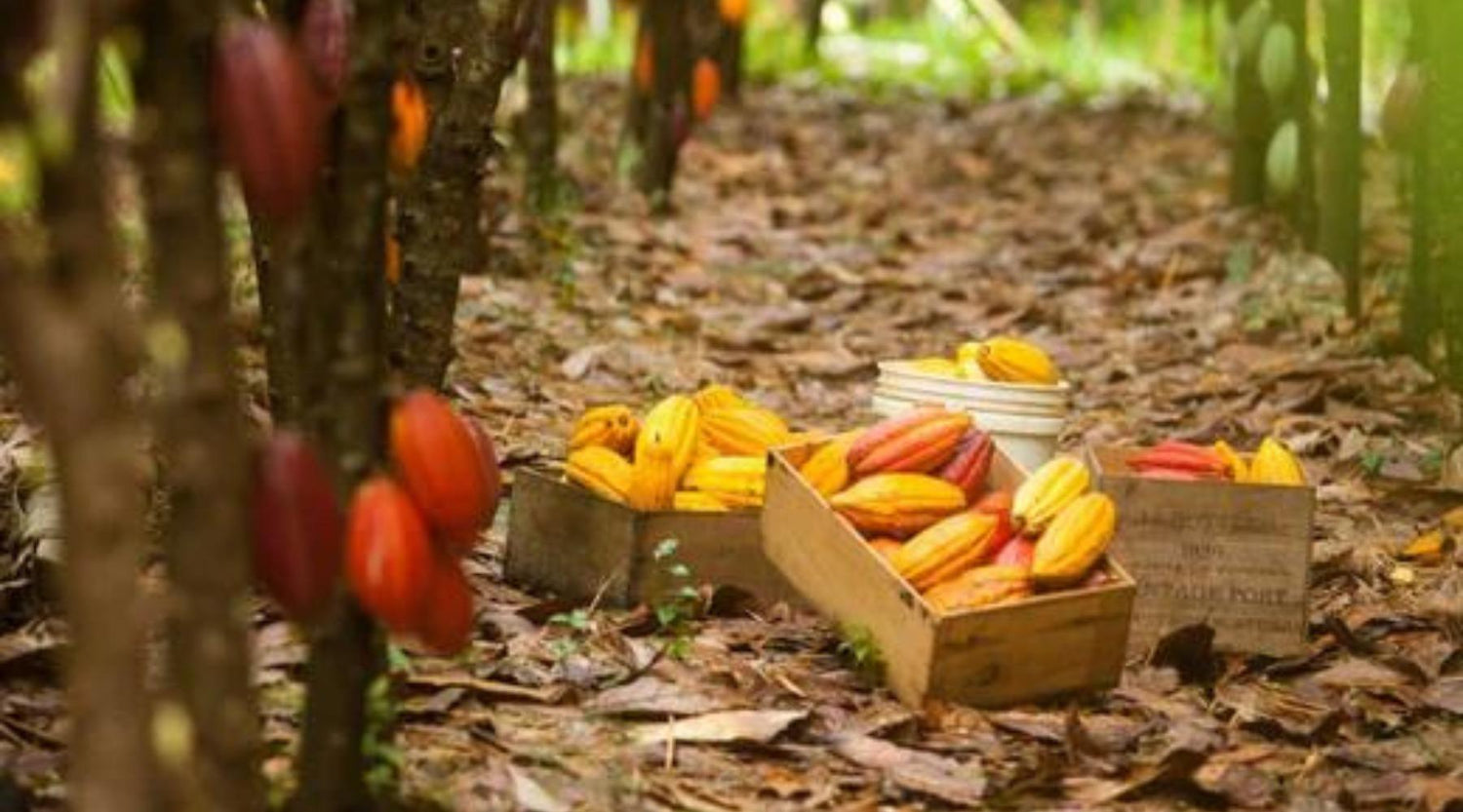 geerntete Kakaofrüchte auf einer Farm