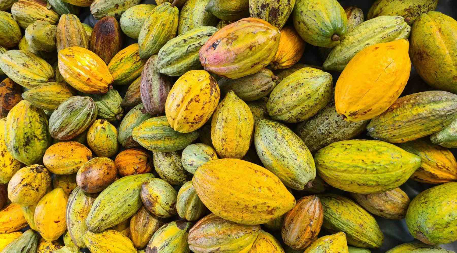 gelbe Kakaoschoten aus Kolumbien