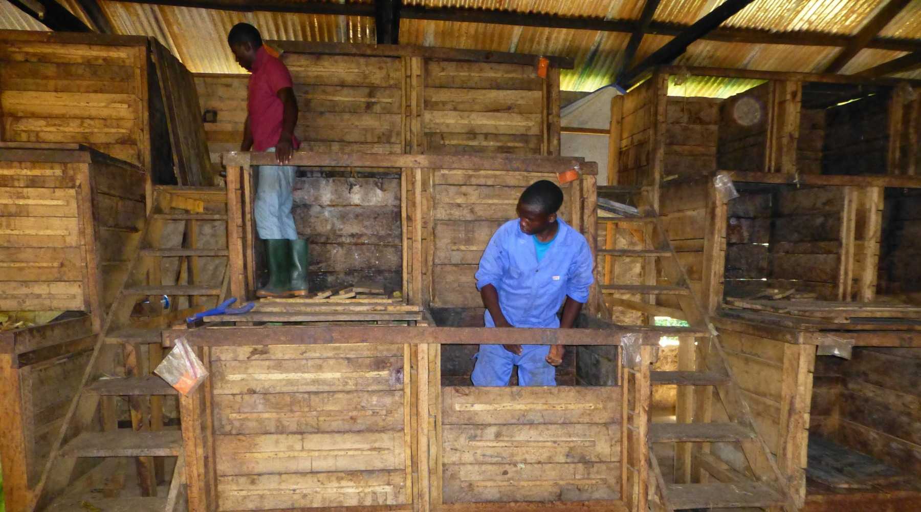 Arbeiter aus Tanzaniera bereiten Boxen für den Fermentierungsprozess von Kakao vor