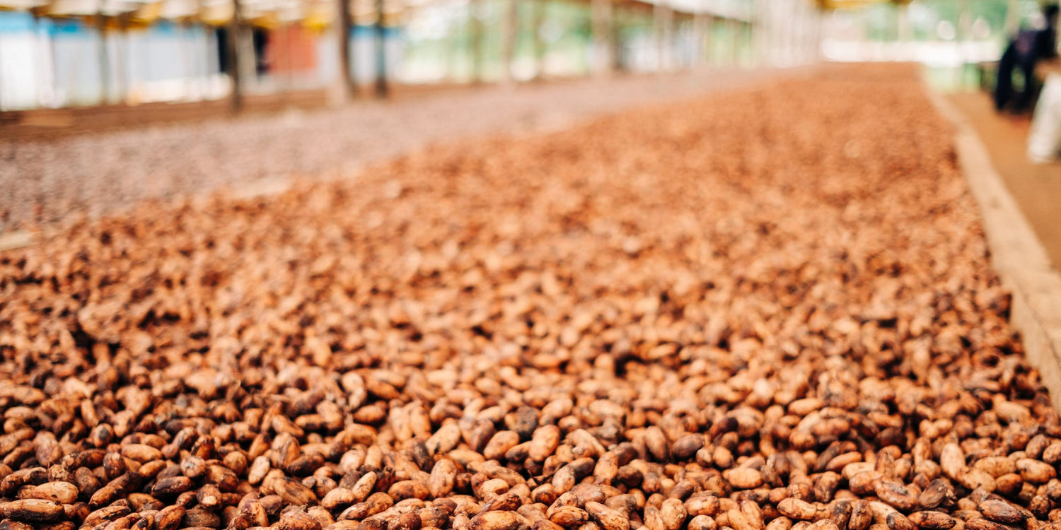 Theobromin: Wirkungen und Anwendungen im Alltag